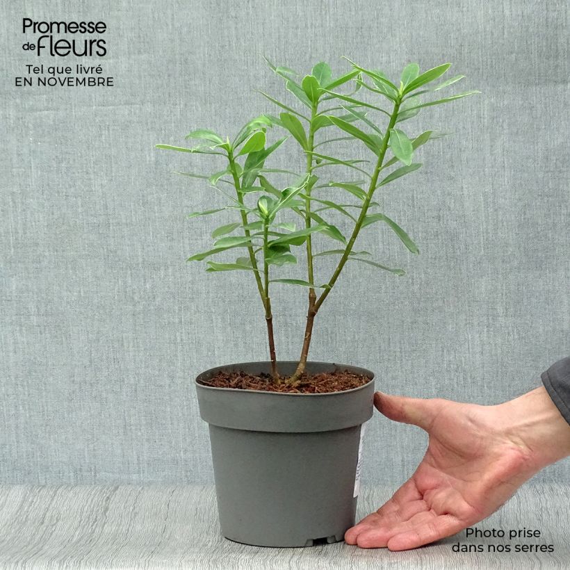 Spécimen de Daphne odora Marianni (Rogbret) Pot de 2L/3L tel que livré en automne
