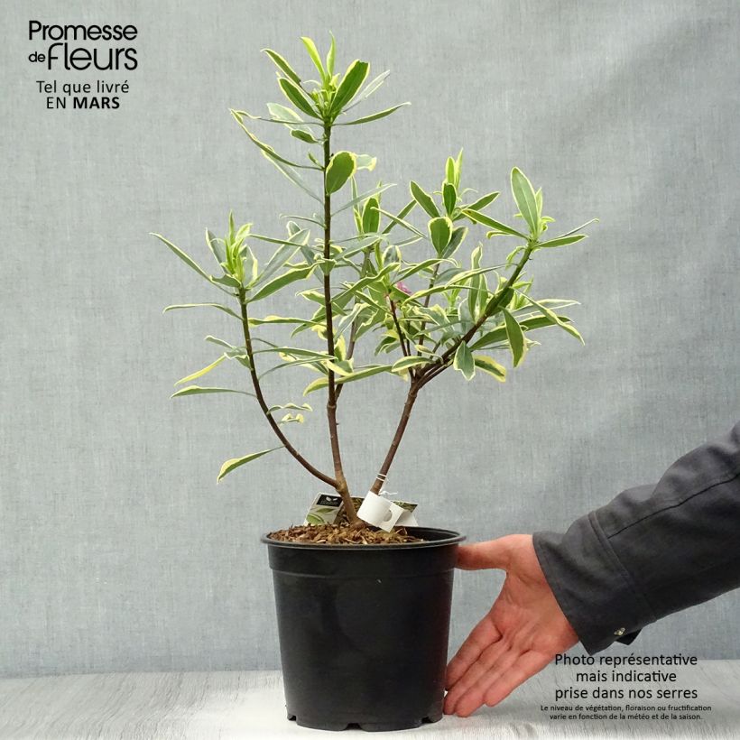 Spécimen de Daphne odora Marianni (Rogbret) Pot de 2L/3L tel que livré au printemps
