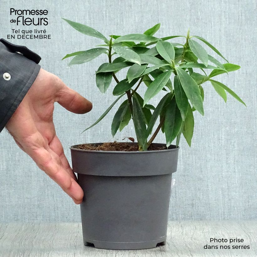 Spécimen de Daphne odora Sweet Amethyst - Daphné odorant Pot de 1,3L tel que livré en hiver