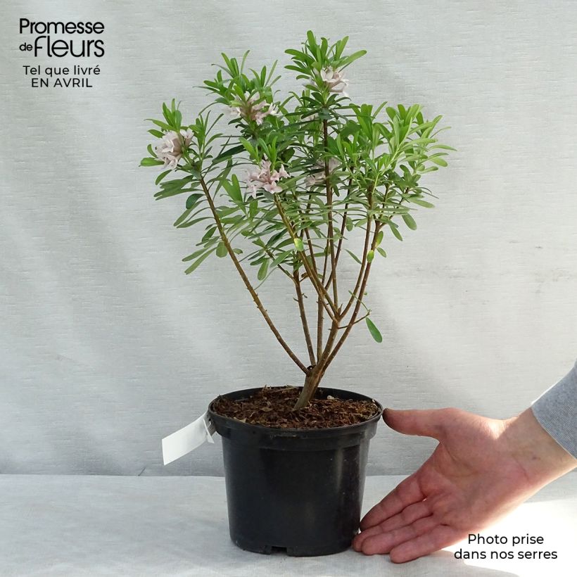 Spécimen de Daphne x transatlantica Eternal Fragrance Pot de 2L/3L tel que livré au printemps