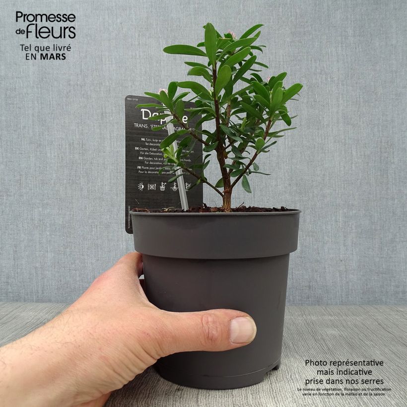 Spécimen de Daphne x transatlantica Eternal Fragrance - En pot de 1L/1.5L tel que livré au printemps