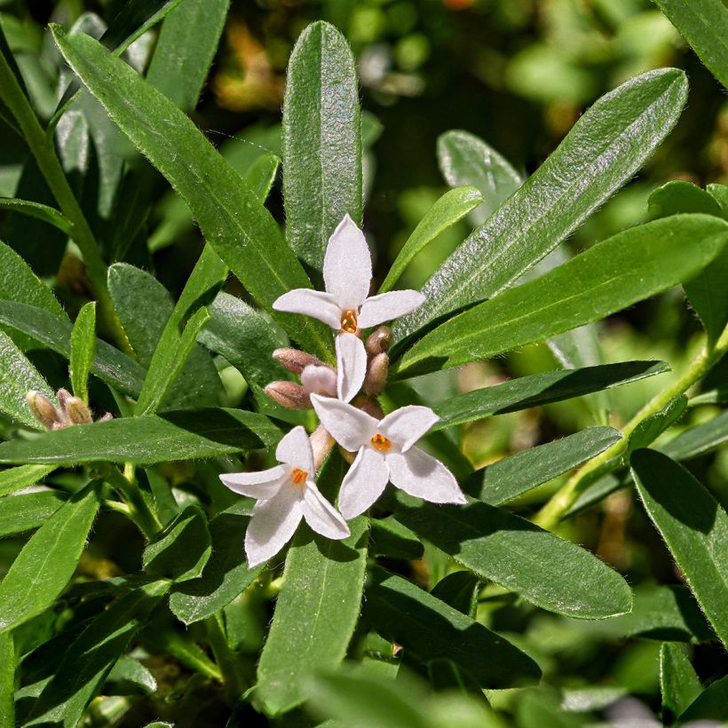 Daphne x transatlantica Eternal Fragrance (Floraison)