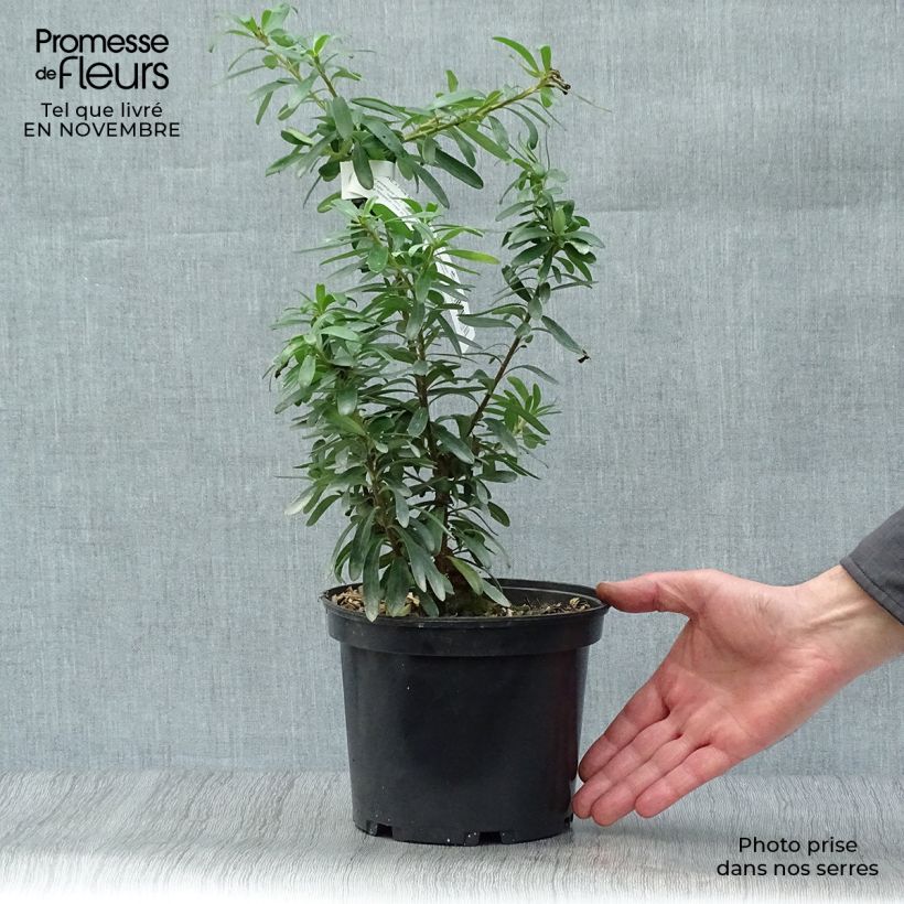Spécimen de Daphne x transatlantica Pink Fragrance Pot de 2L/3L tel que livré en automne