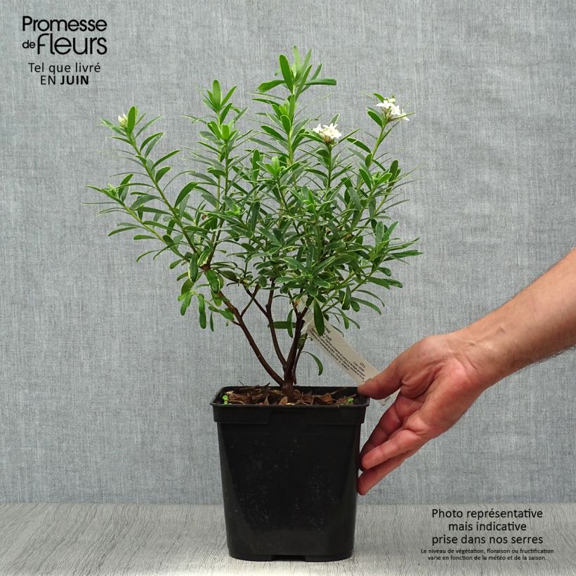 Spécimen de Daphne x transatlantica Summer Ice Pot de 3L/4L tel que livré en été