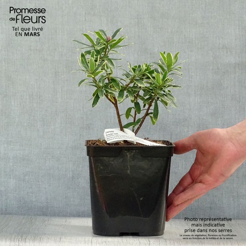 Spécimen de Daphne x transatlantica Summer Ice Pot de 3L/4L tel que livré au printemps