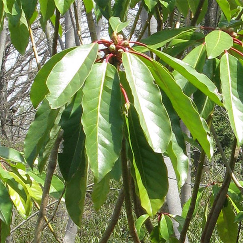 Daphniphyllum himalayense macropodum (Feuillage)