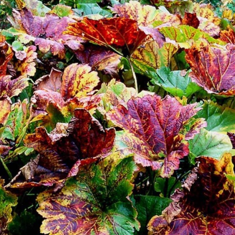 Darmera peltata (Feuillage)