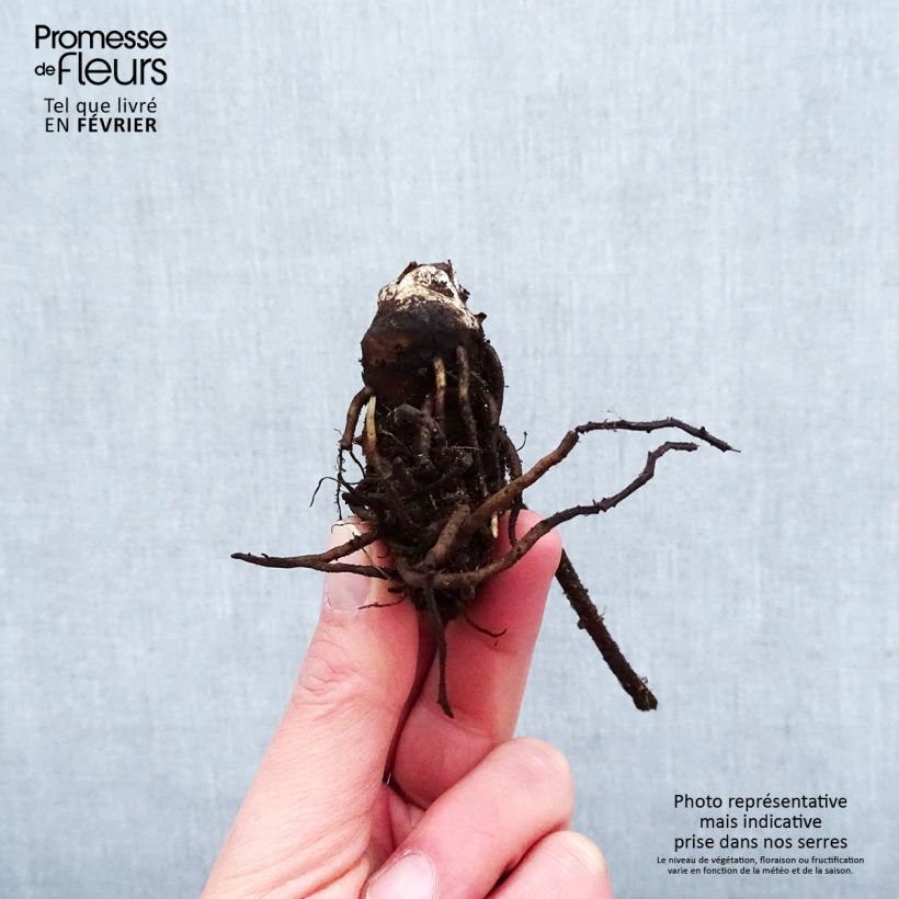 Spécimen de Darmera peltata - Racines nues  tel que livré en hiver