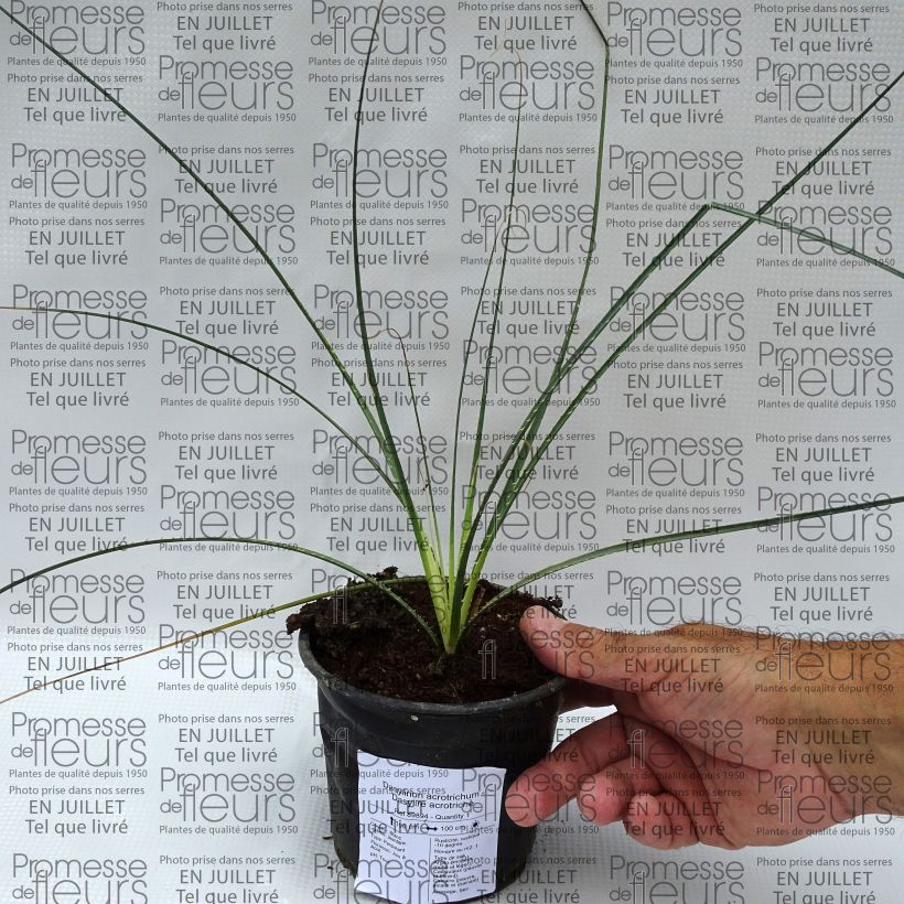 Spécimen de Dasylirion acrotrichum - Dasylire acrotriche Pot de 12 cm / 13 cm tel que livré en été