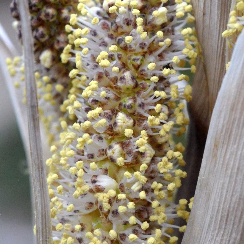 Dasylirion cedrosanum - Dasylire (Floraison)