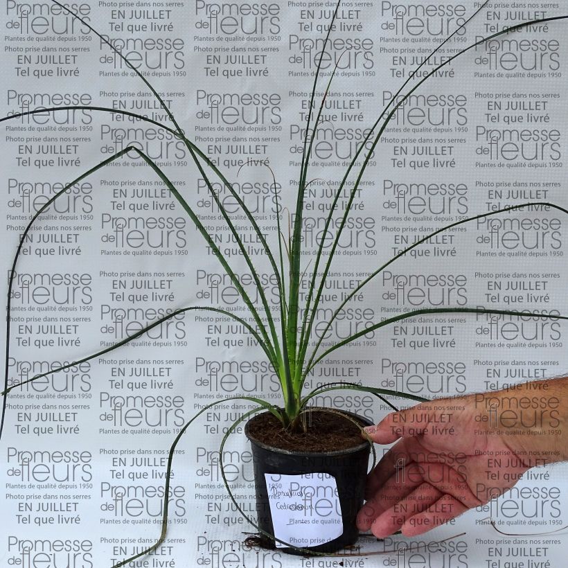 Spécimen de Dasylirion cedrosanum - Dasylire Pot de 12 cm / 13 cm tel que livré en été