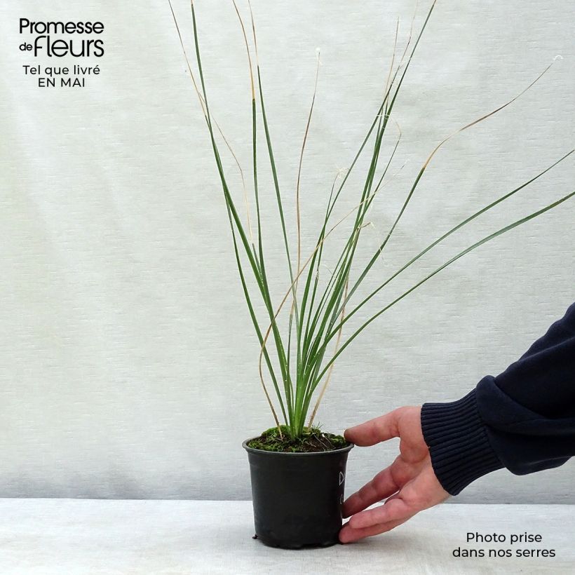 Spécimen de Dasylirion cedrosanum - Dasylire Pot de 12 cm tel que livré au printemps