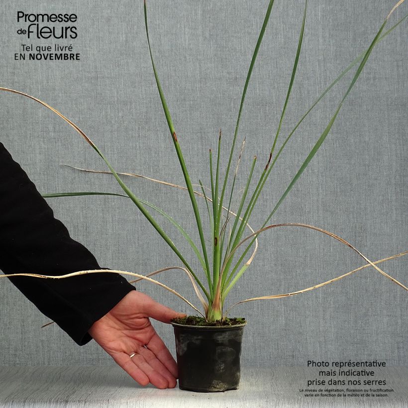 Spécimen de Dasylirion cedrosanum - Dasylire Pot de 12 cm / 13 cm tel que livré en automne