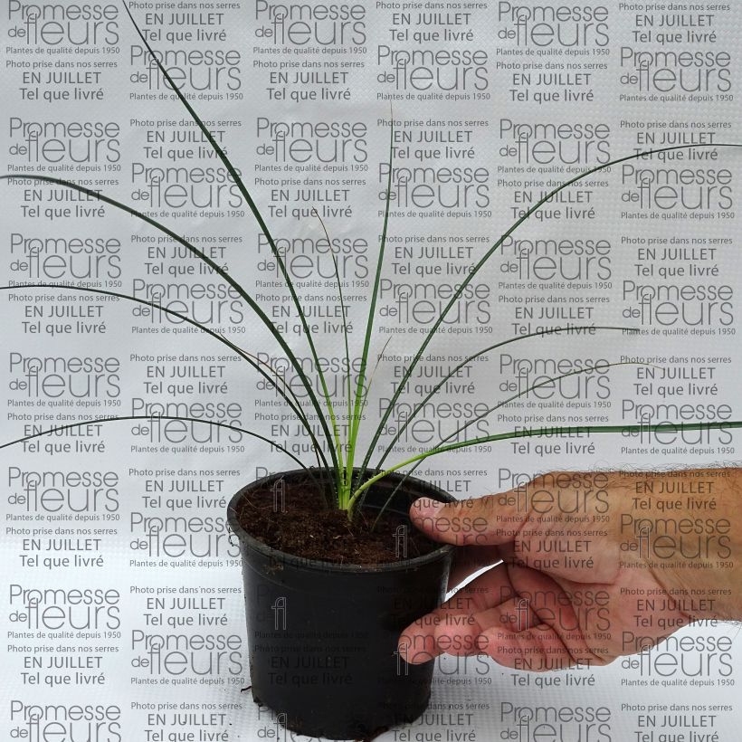 Spécimen de Dasylirion leiophyllum - Dasylire ou Sotol vert Pot de 12 cm / 13 cm tel que livré en été