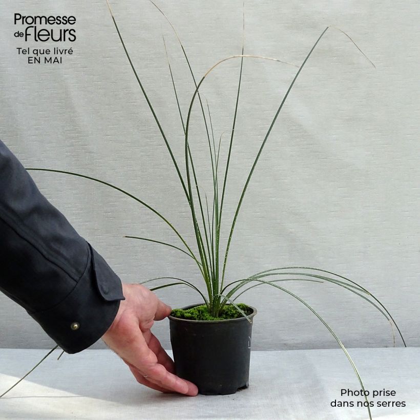 Spécimen de Dasylirion leiophyllum - Dasylire ou Sotol vert Pot de 12 cm tel que livré au printemps