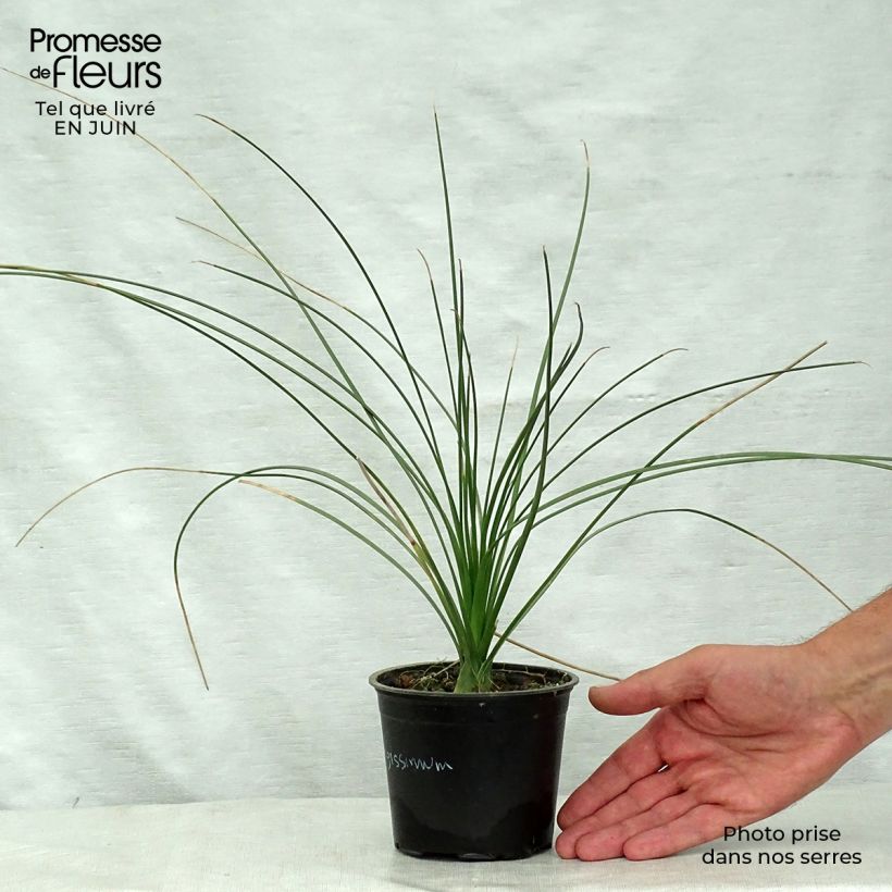 Spécimen de Dasylirion longissimum Pot de 12 cm / 13 cm tel que livré en été