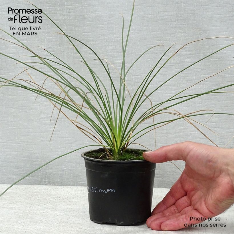 Spécimen de Dasylirion longissimum en pot de 12 cm tel que livré au printemps