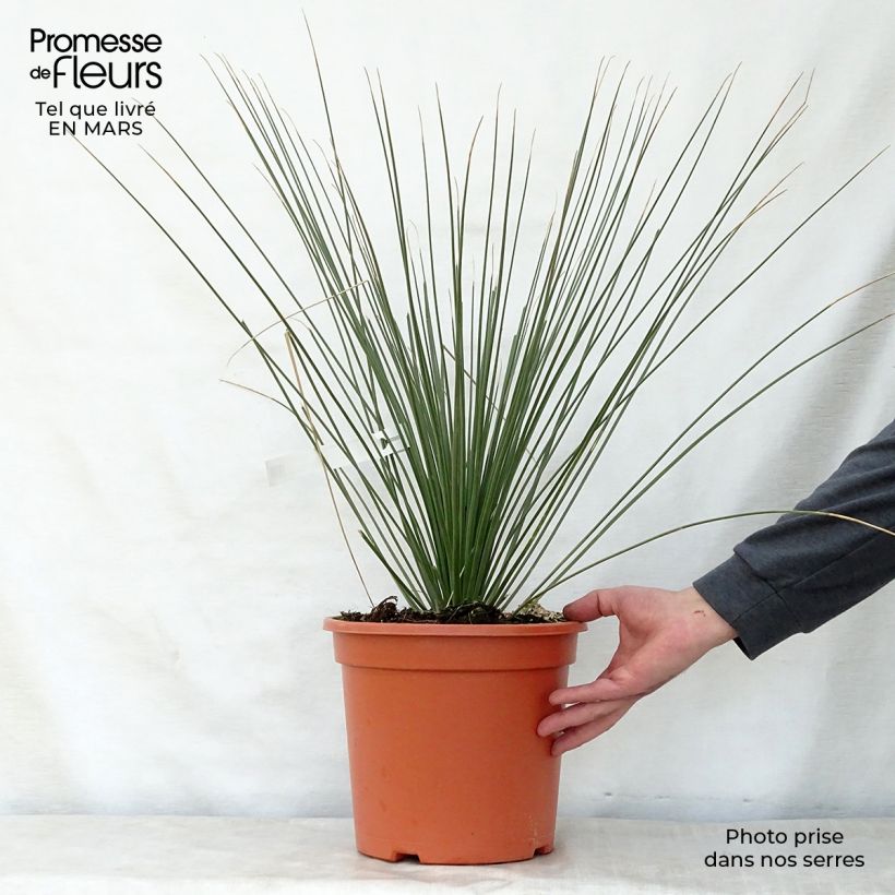 Spécimen de Dasylirion longissimum en pot de 7,5L/10L  Pot de 7,5L/10L tel que livré au printemps