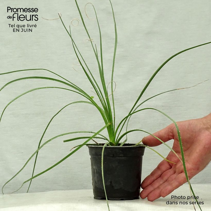 Spécimen de Dasylirion lucidum - Sotol brillant Pot de 12 cm / 13 cm tel que livré en été