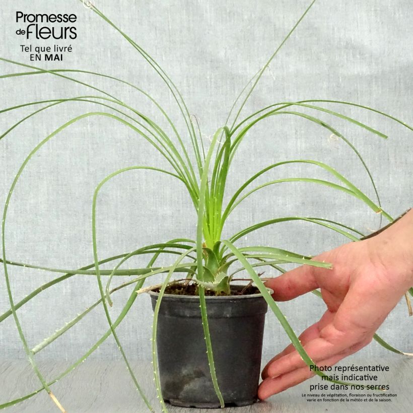 Spécimen de Dasylirion lucidum - Sotol brillant Pot de 12 cm tel que livré au printemps