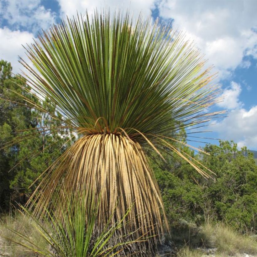 Dasylirion miquihuanensis (Port)