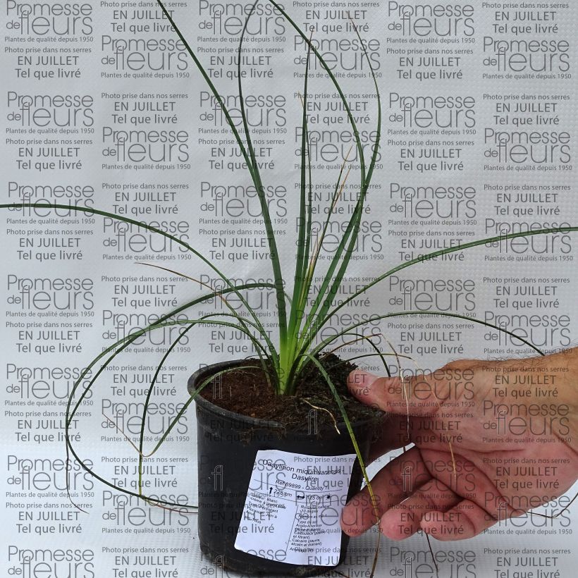 Spécimen de Dasylirion miquihuanensis Pot de 12 cm / 13 cm tel que livré en été