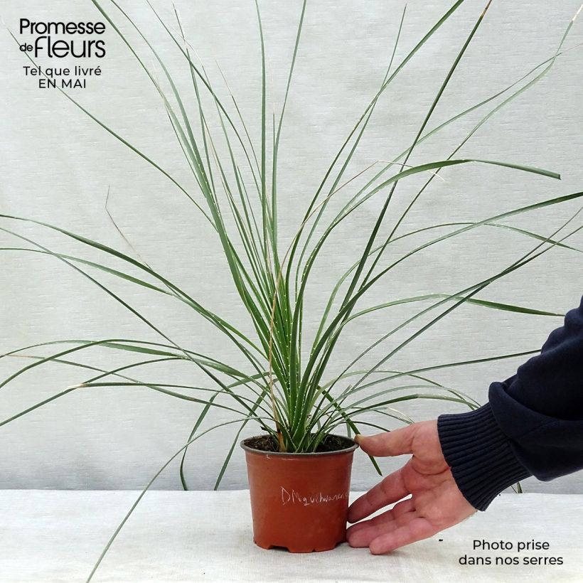 Spécimen de Dasylirion miquihuanensis Pot de 12 cm tel que livré au printemps