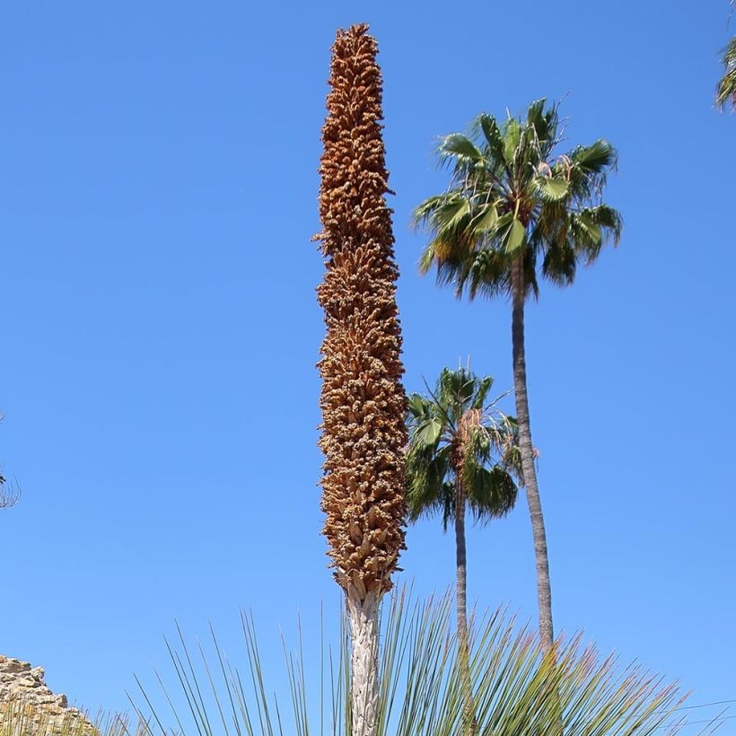 Dasylirion quadrangulatum - Dasylire ou Sotol quadrangulaire (Floraison)