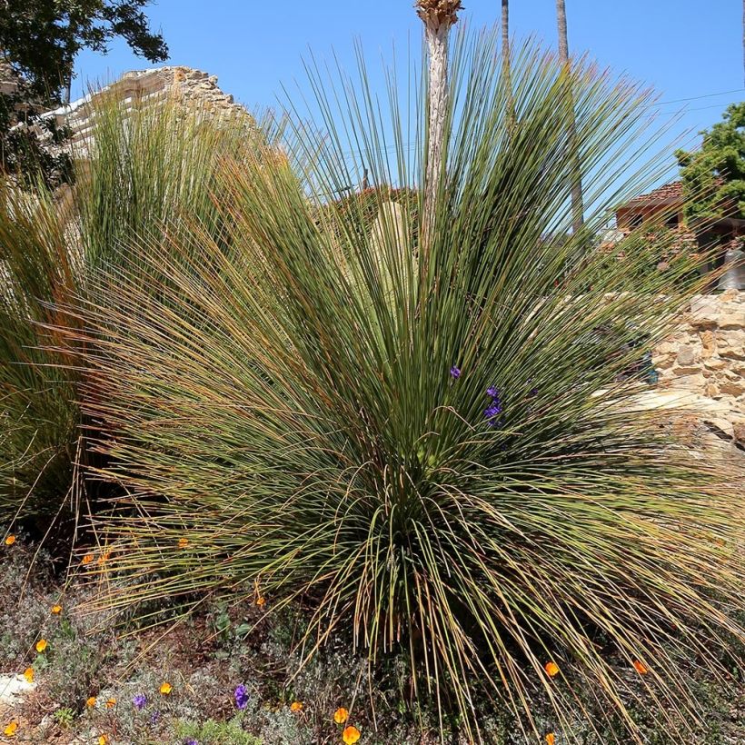 Dasylirion quadrangulatum - Dasylire ou Sotol quadrangulaire (Port)