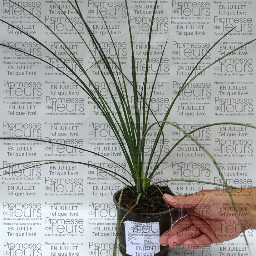 Spécimen de Dasylirion quadrangulatum - Dasylire ou Sotol quadrangulaire Pot de 12 cm / 13 cm tel que livré en été