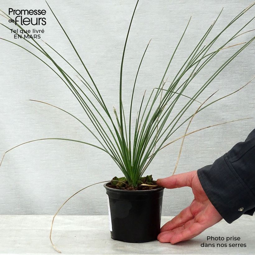 Spécimen de Dasylirion quadrangulatum - Dasylire ou Sotol quadrangulaire Pot de 12 cm tel que livré au printemps