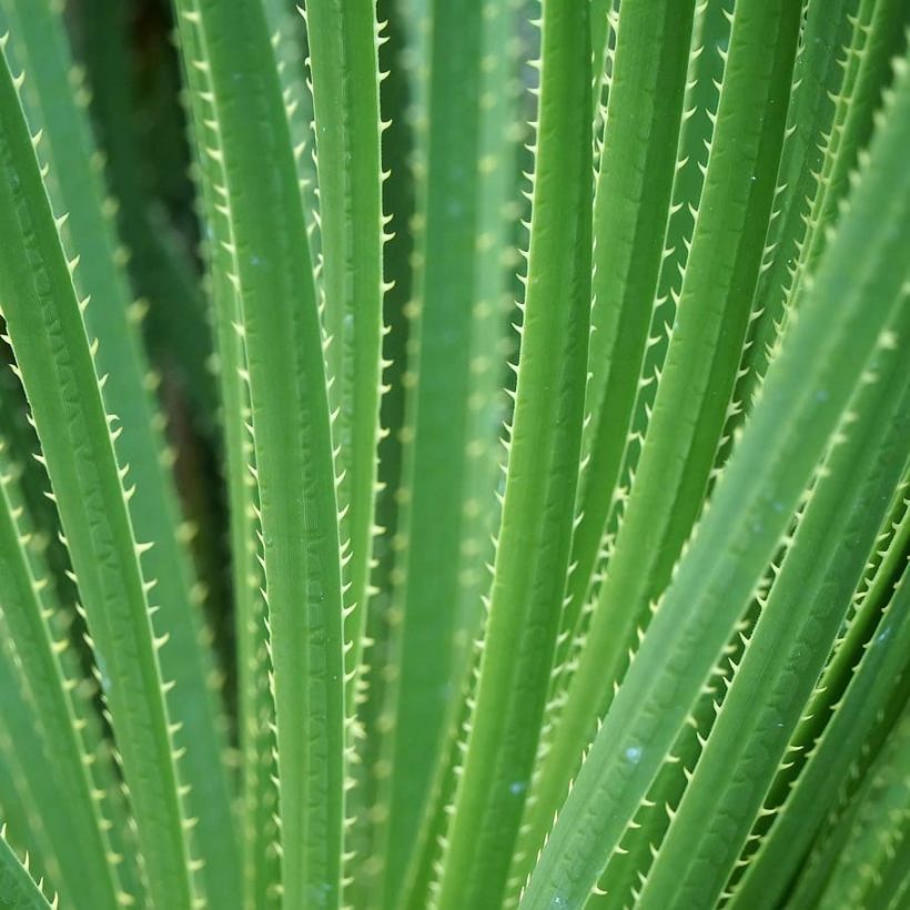 Dasylirion texanum - Sotol du Texas (Feuillage)