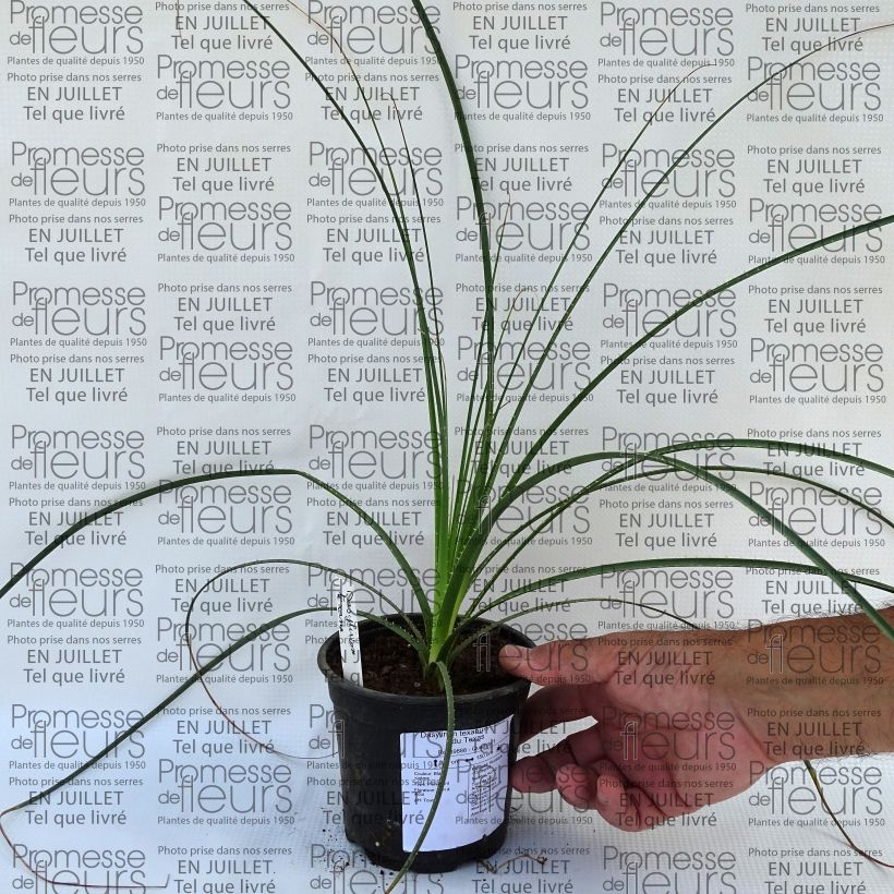 Spécimen de Dasylirion texanum - Sotol du Texas Pot de 12 cm tel que livré en été