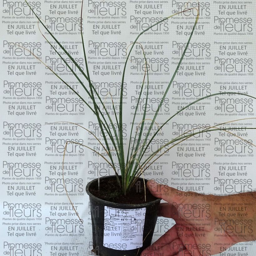 Spécimen de Dasylirion wheeleri  Pot de 3L/4L tel que livré en été