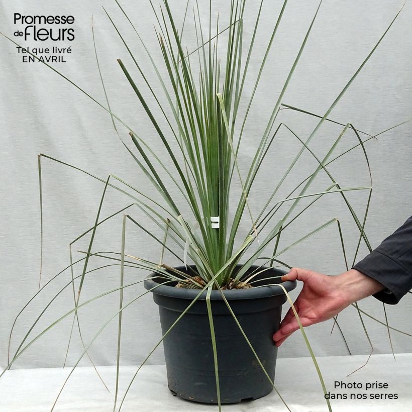 Spécimen de Dasylirion wheeleri en pot de 7.5L/10L tel que livré au printemps