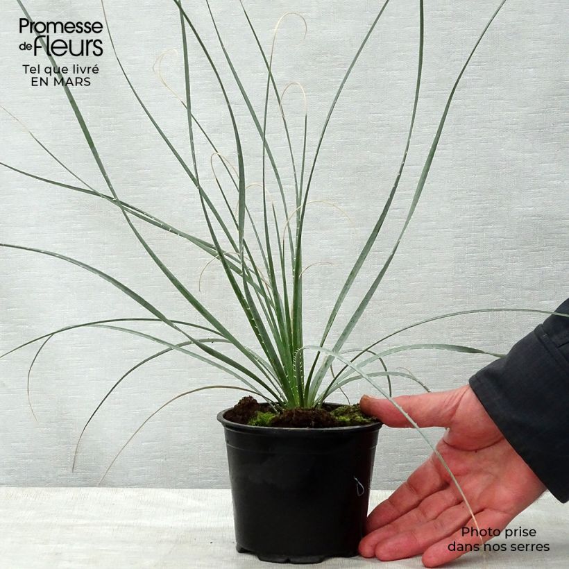 Spécimen de Dasylirion wheeleri en pot de 2L/3L tel que livré au printemps