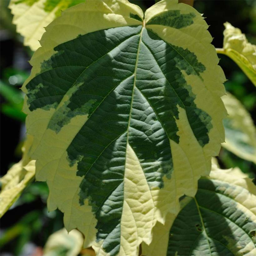 Arbre aux mouchoirs - Davidia involucrata Lady Sunshine (Feuillage)