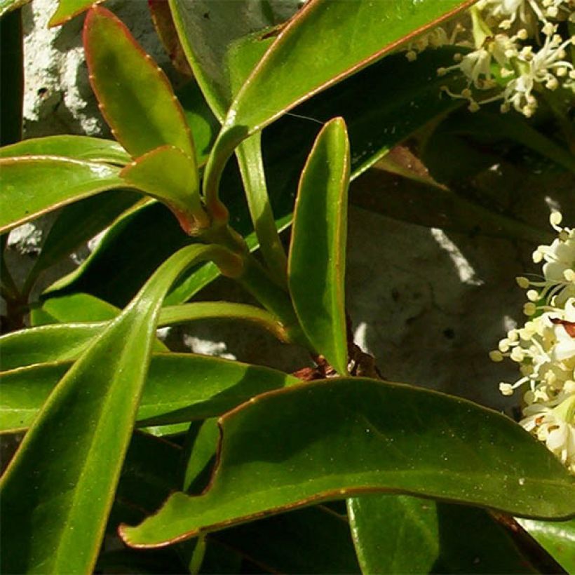 Decumaria sinensis - Décumaria (Feuillage)