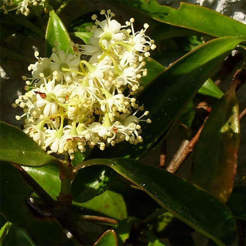 Decumaria sinensis - Décumaria (Floraison)