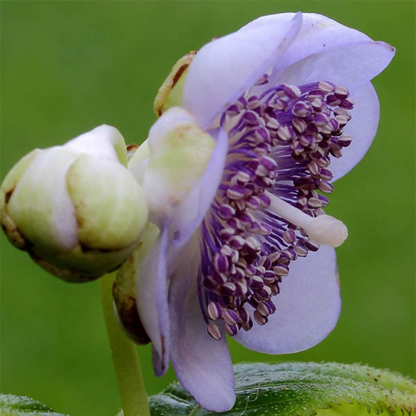 Deinanthe caerulea (Floraison)