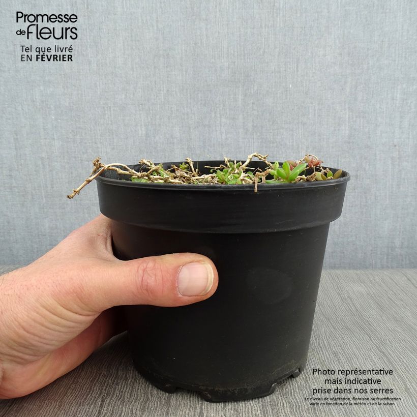 Spécimen de Delosperma Table Mountain - Pourpier vivace  tel que livré en hiver