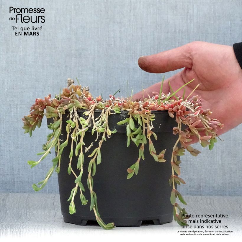 Spécimen de Delosperma Table Mountain - Pourpier vivace - Pot de 2L/3L tel que livré au printemps