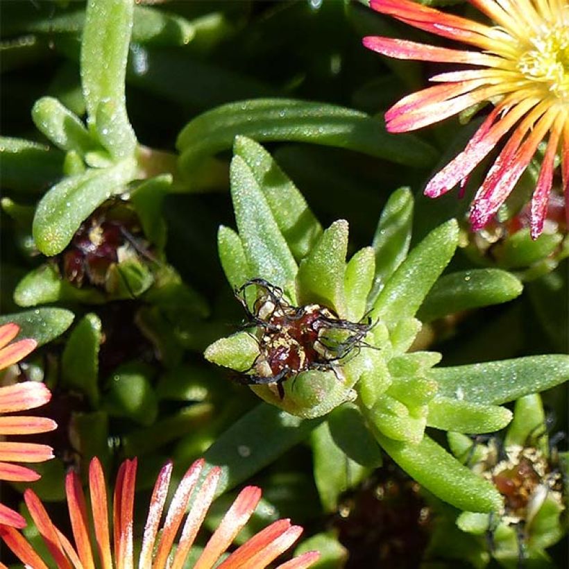 Delosperma Wheels of Wonder Fire (Feuillage)