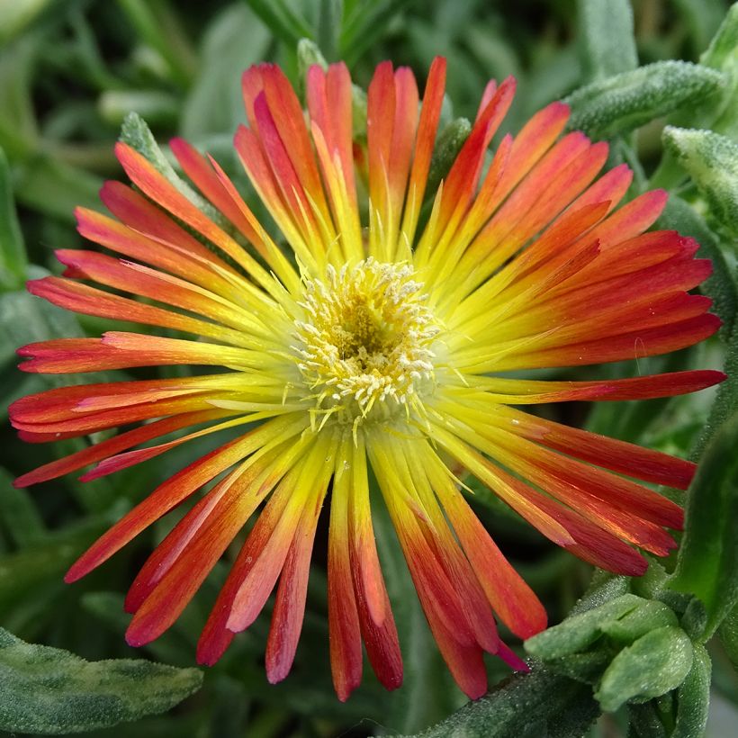 Delosperma Wheels of Wonder Fire (Floraison)