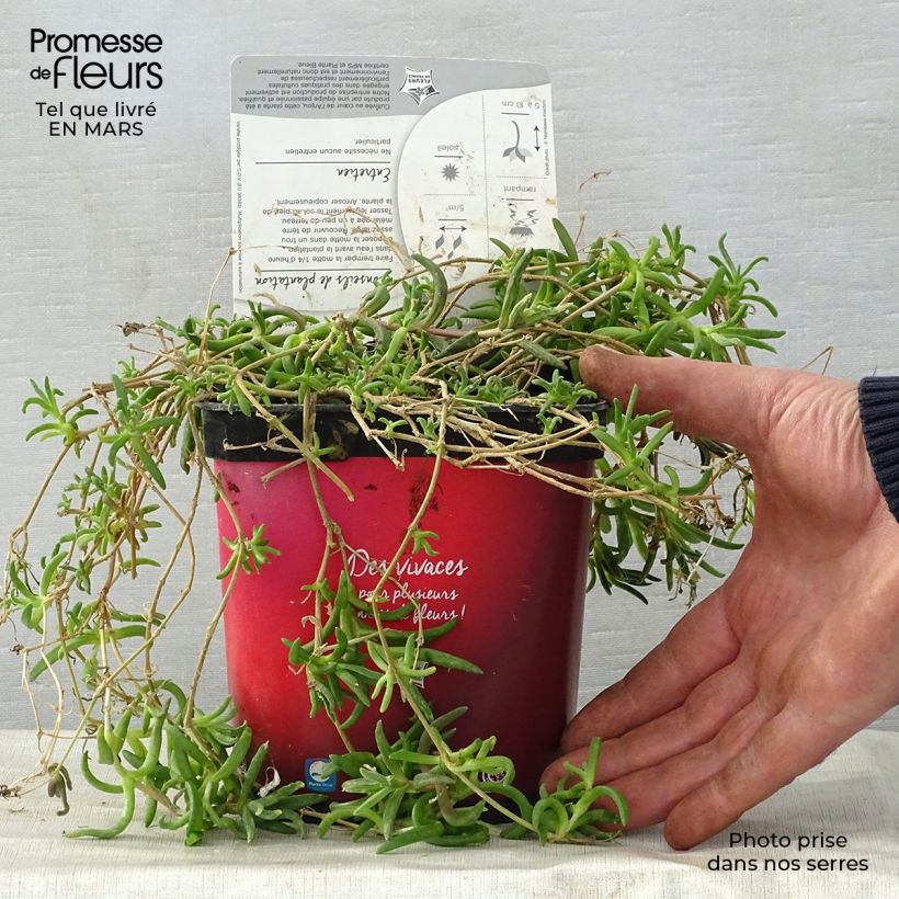 Spécimen de Delosperma Wheels of Wonder Fire en pot de 2L tel que livré au printemps