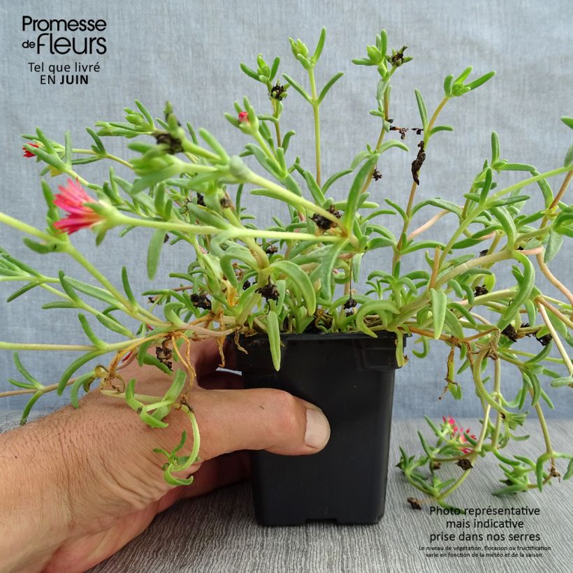 Spécimen de Delosperma Wheels of Wonder Fire Godet de 7/8 cm tel que livré en été