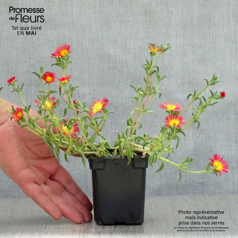 Spécimen de Delosperma Wheels of Wonder Fire godet de 9cm tel que livré au printemps
