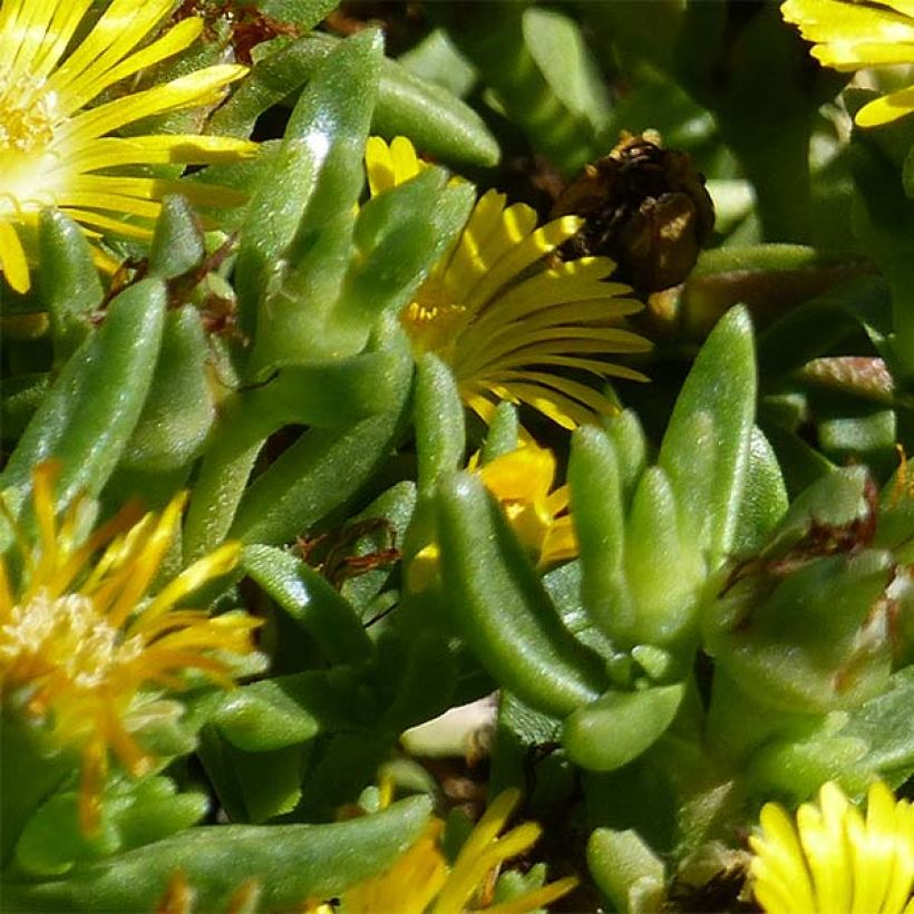 Delosperma Wheels of Wonder Golden (Feuillage)