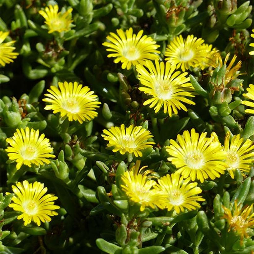 Delosperma Wheels of Wonder Golden (Floraison)