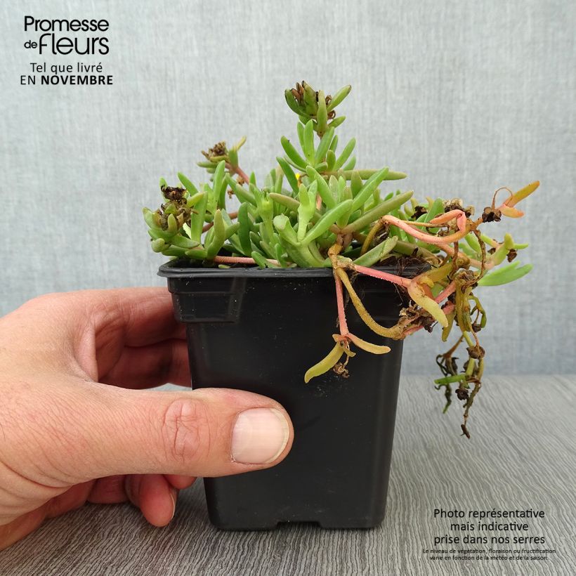 Spécimen de Delosperma Wheels of Wonder Golden Godet de 7/8 cm tel que livré en automne